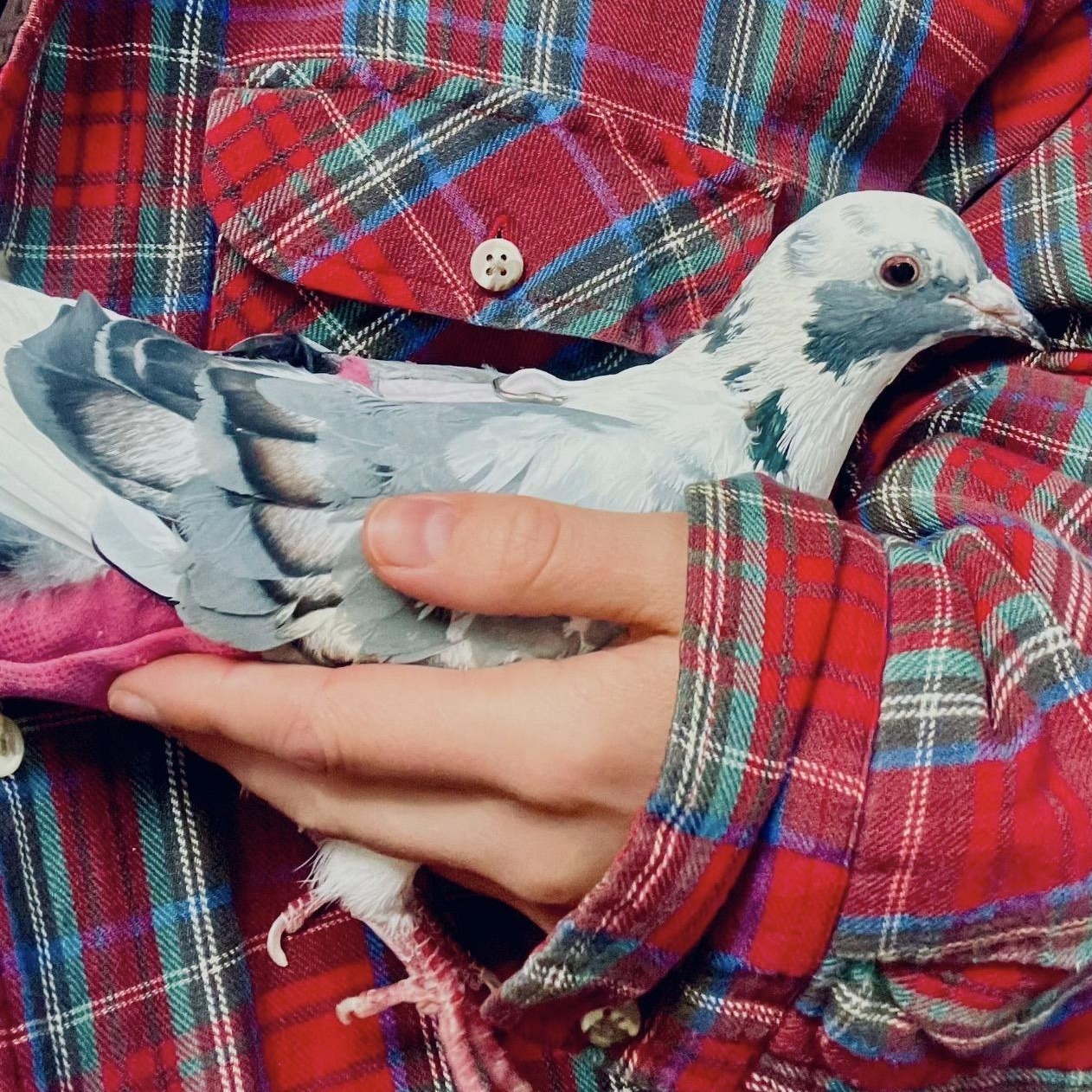 Helaine, an adopted Pigeon in Chicago, IL image 1/3