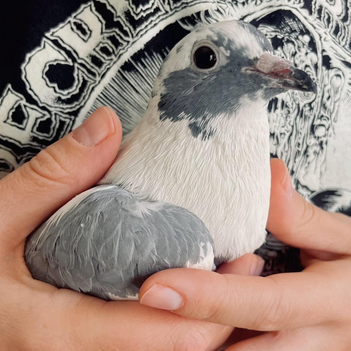 Helaine, an adopted Pigeon in Chicago, IL image 2/3