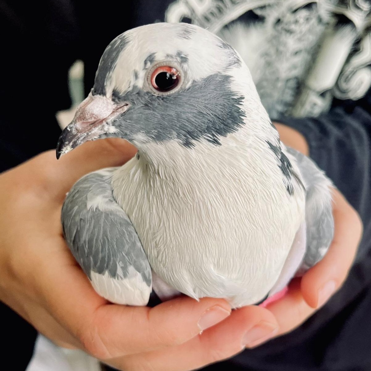 Helaine, an adopted Pigeon in Chicago, IL image 3/3