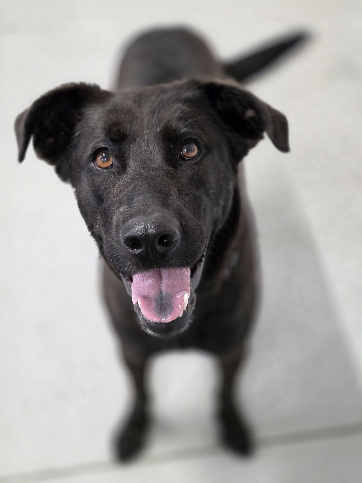 Enlarge Molly, an adopted mixed breed in Shelby, MI image 1/1