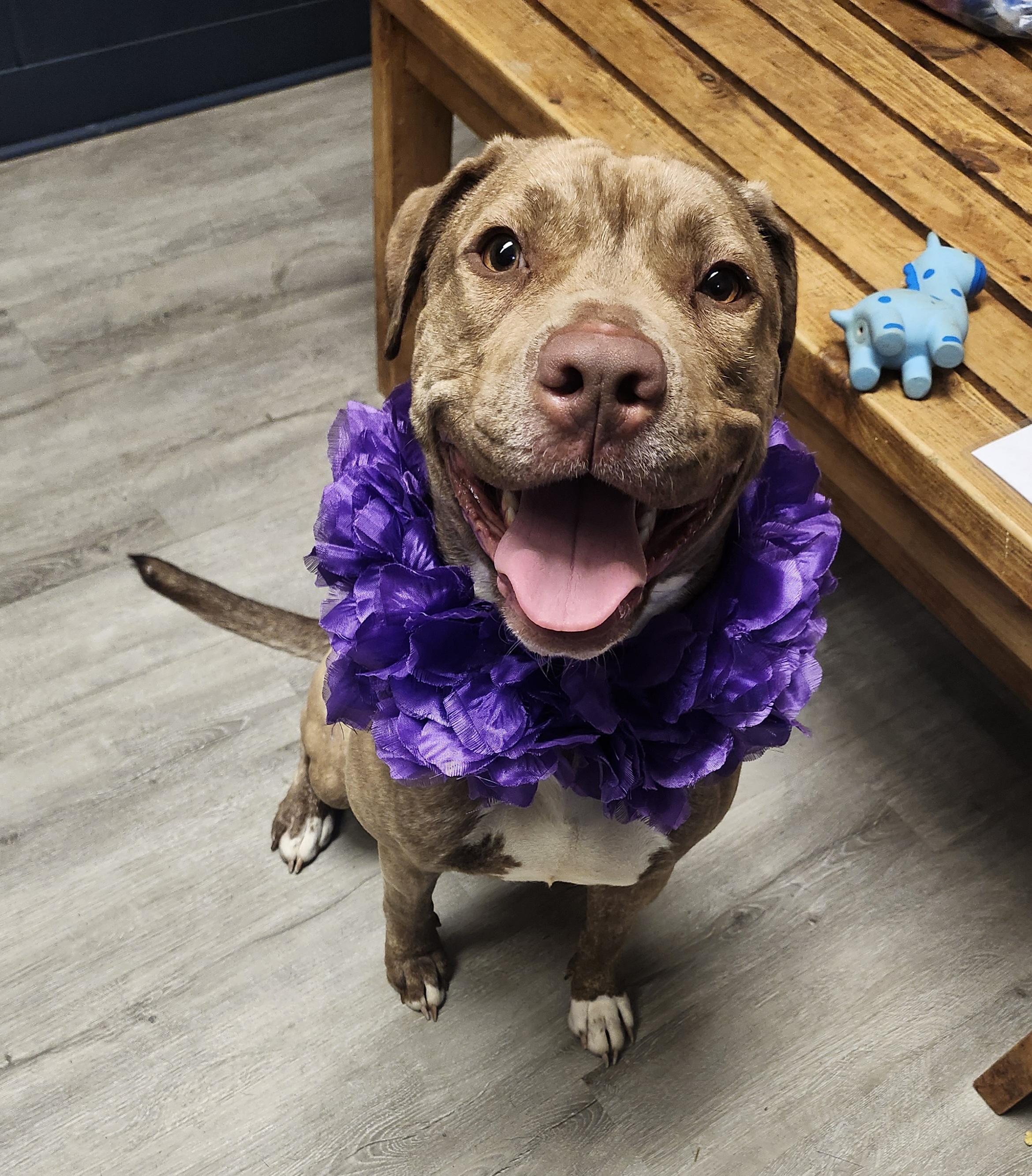 Baize, adoptable, Young Female Pit Bull Terrier.