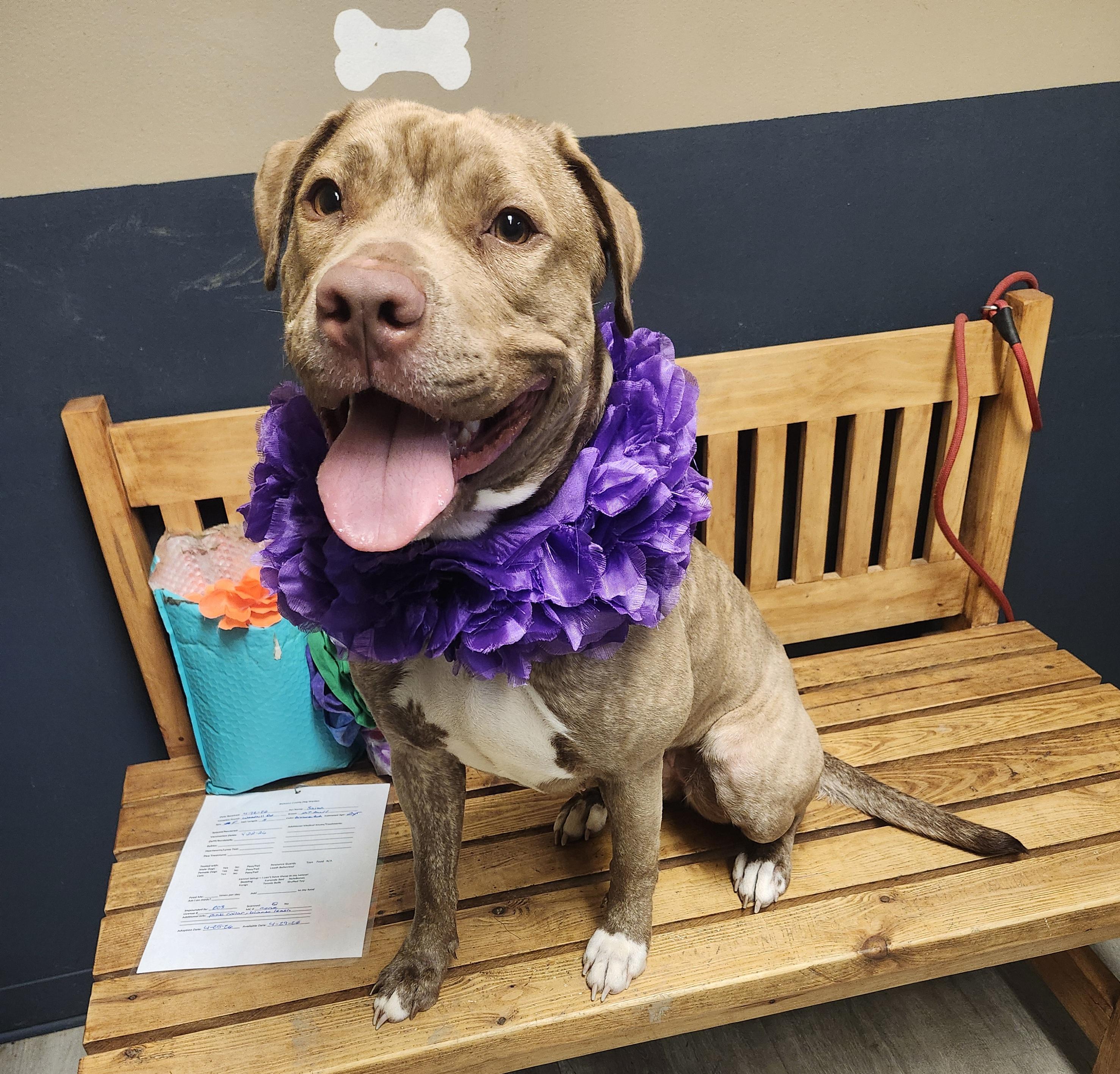 Enlarge Baize, an adoptable mixed breed in Mansfield, OH image 3/4