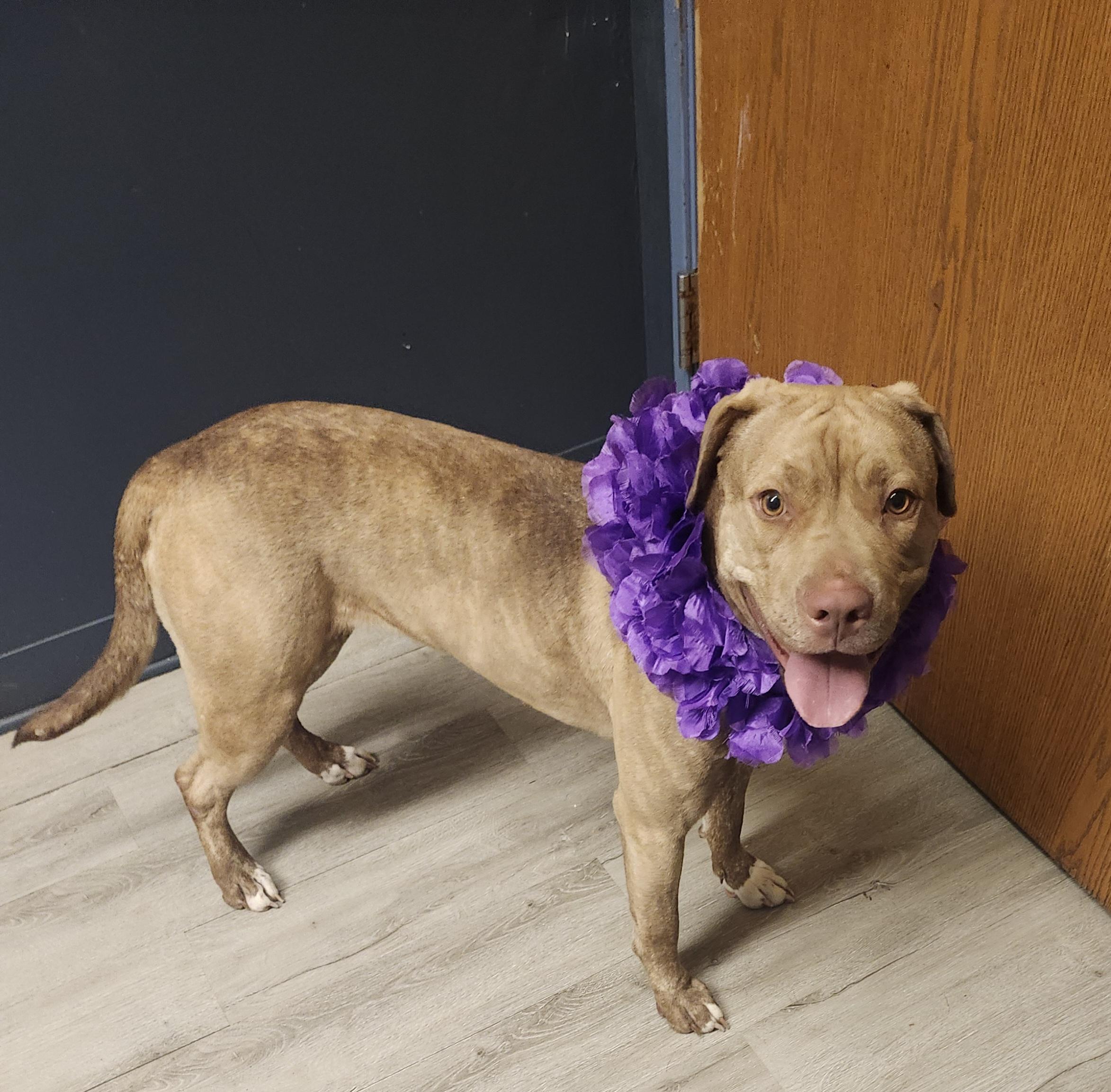 Enlarge Baize, an adoptable mixed breed in Mansfield, OH image 2/4
