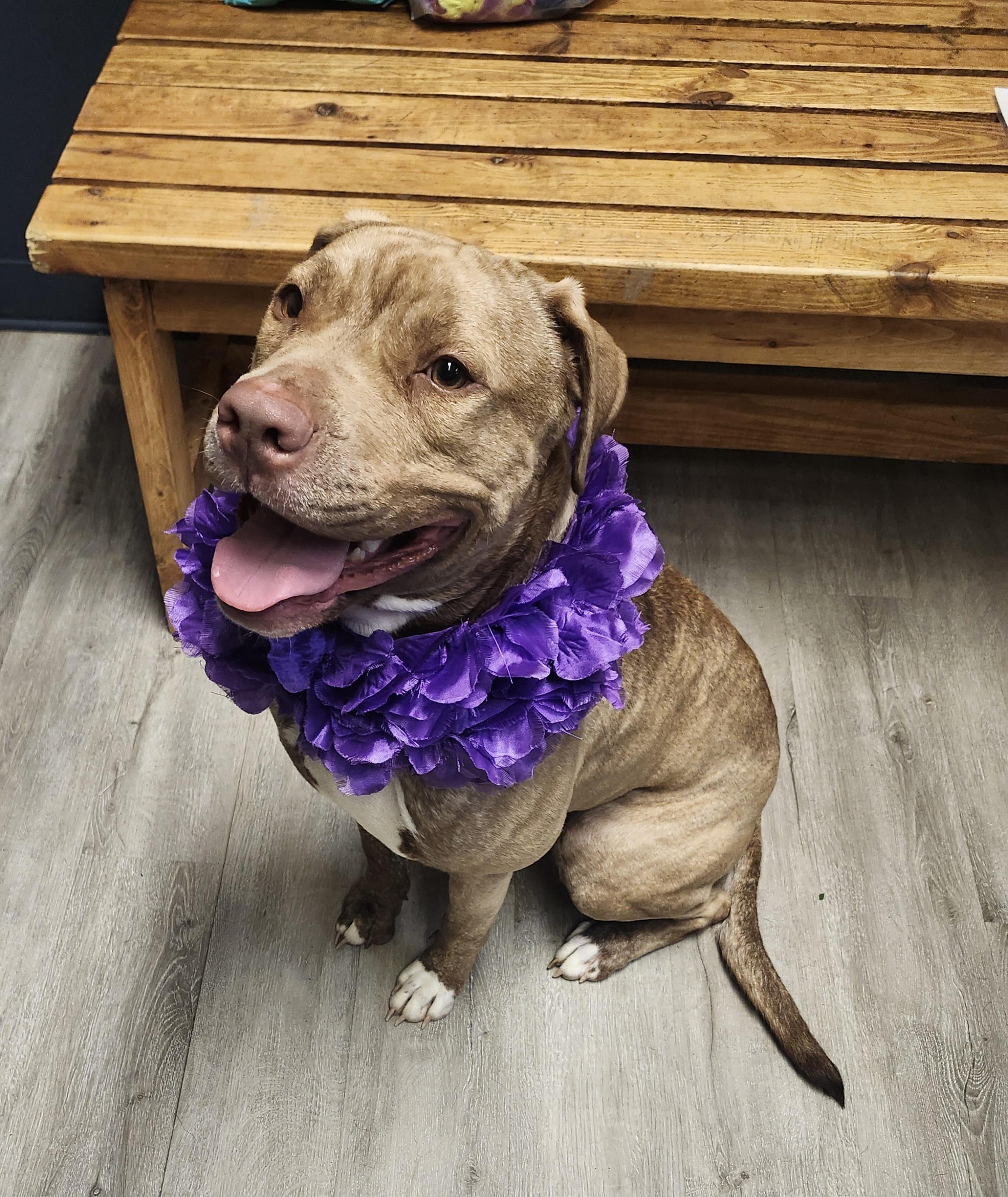 Enlarge Baize, an adoptable mixed breed in Mansfield, OH image 4/4