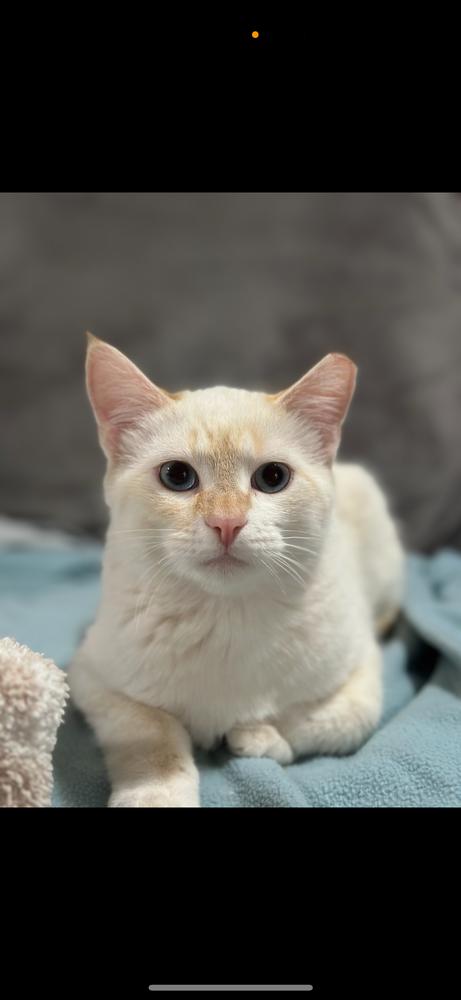 Enlarge Jelly, a Adoptable Siamese in Albuquerque, NM image 1/1