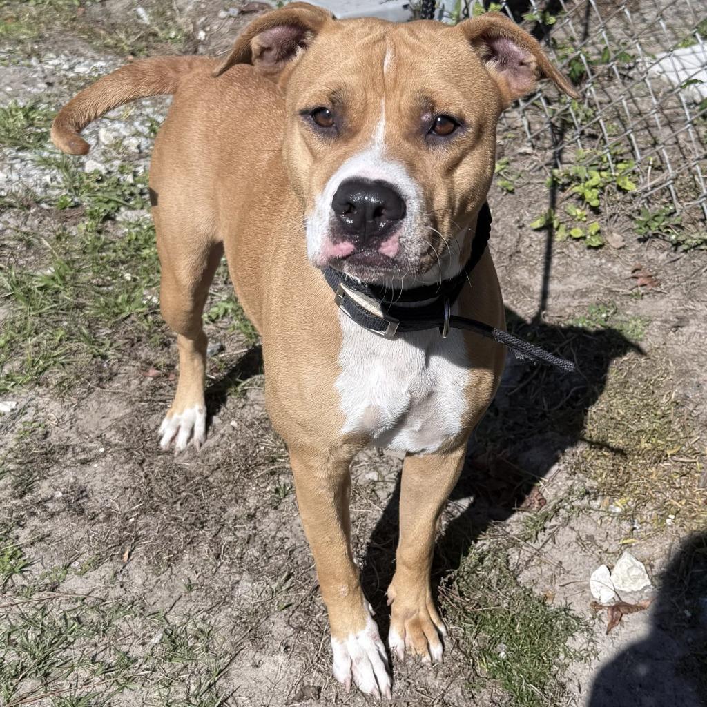 Marcela, Adoptable, Adult Female Terrier.