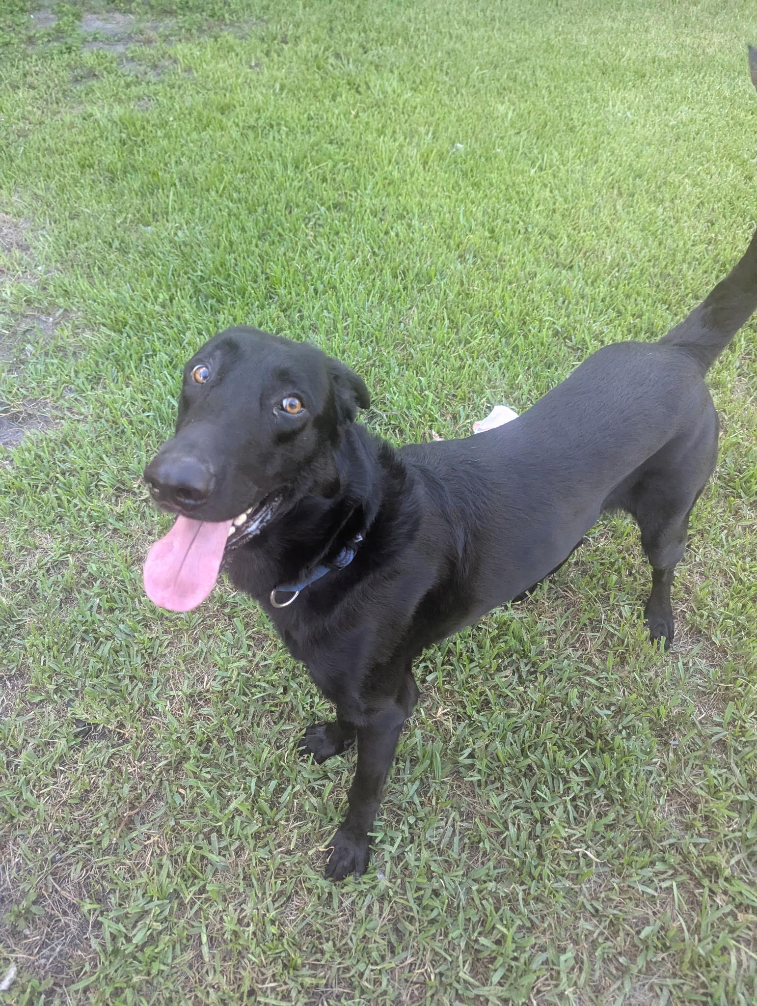Enlarge Apollo, a Adoptable mixed breed in west palm beach, FL image 2/4