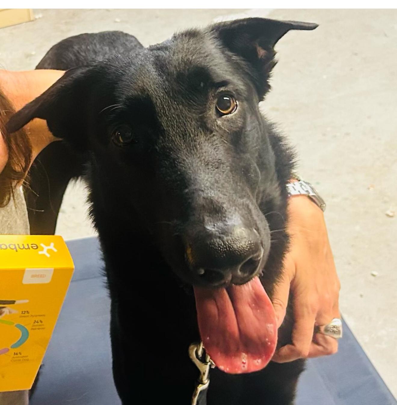 Enlarge Apollo, a Adoptable mixed breed in west palm beach, FL image 1/4