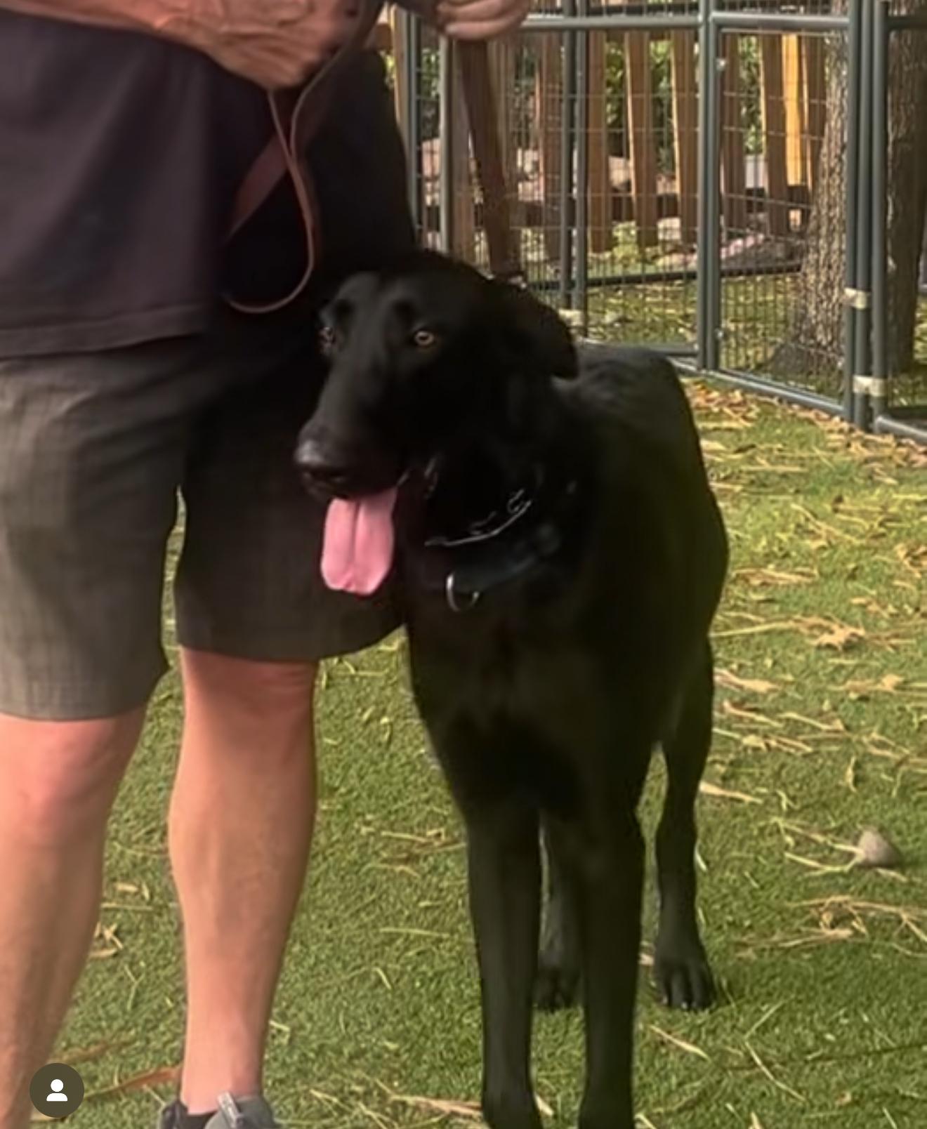 Enlarge Apollo, a Adoptable mixed breed in west palm beach, FL image 3/4