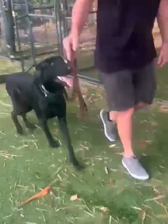 Enlarge Apollo, a Adoptable mixed breed in west palm beach, FL video 4/4