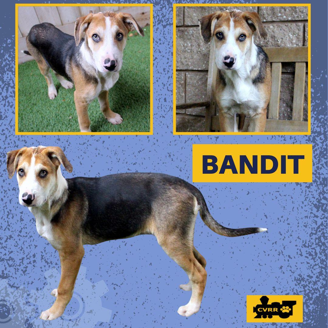 Bandit