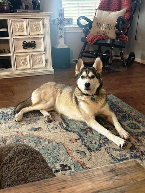 Enlarge Sammie, a Adoptable Husky in Shreveport, LA image 1/5