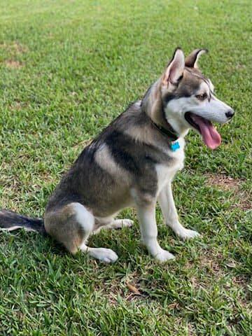 Enlarge Sammie, a Adoptable mixed breed in Shreveport, LA image 2/5