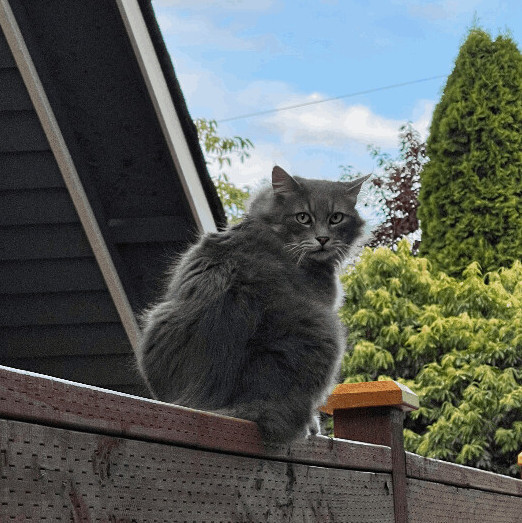 Working Cat: Indoor shop cat (feral), a Adoptable Domestic Short Hair in Seattle, WA image 5/6