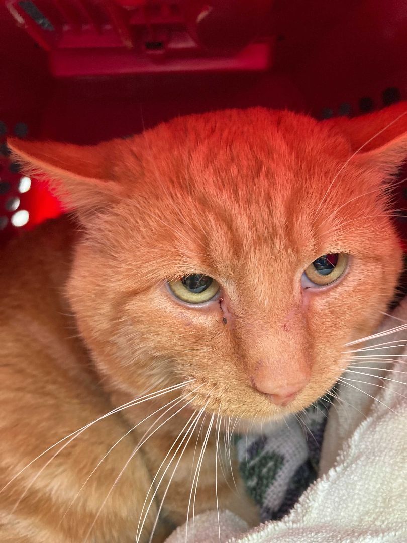 Working Cat: Indoor shop cat (feral), a Adoptable Domestic Short Hair in Seattle, WA image 1/6