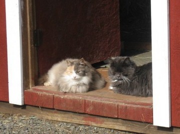 Working Cat: Indoor shop cat (feral) photo 3