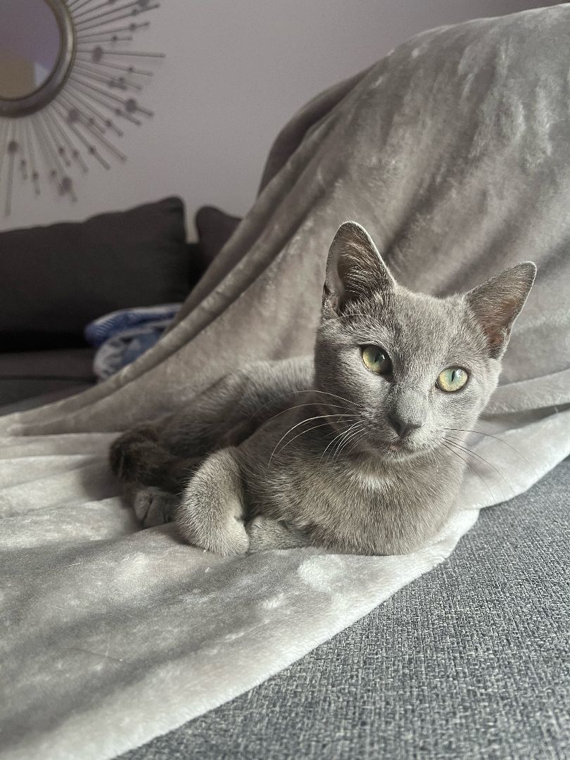 River, Adopted, Kitten Female Russian Blue.