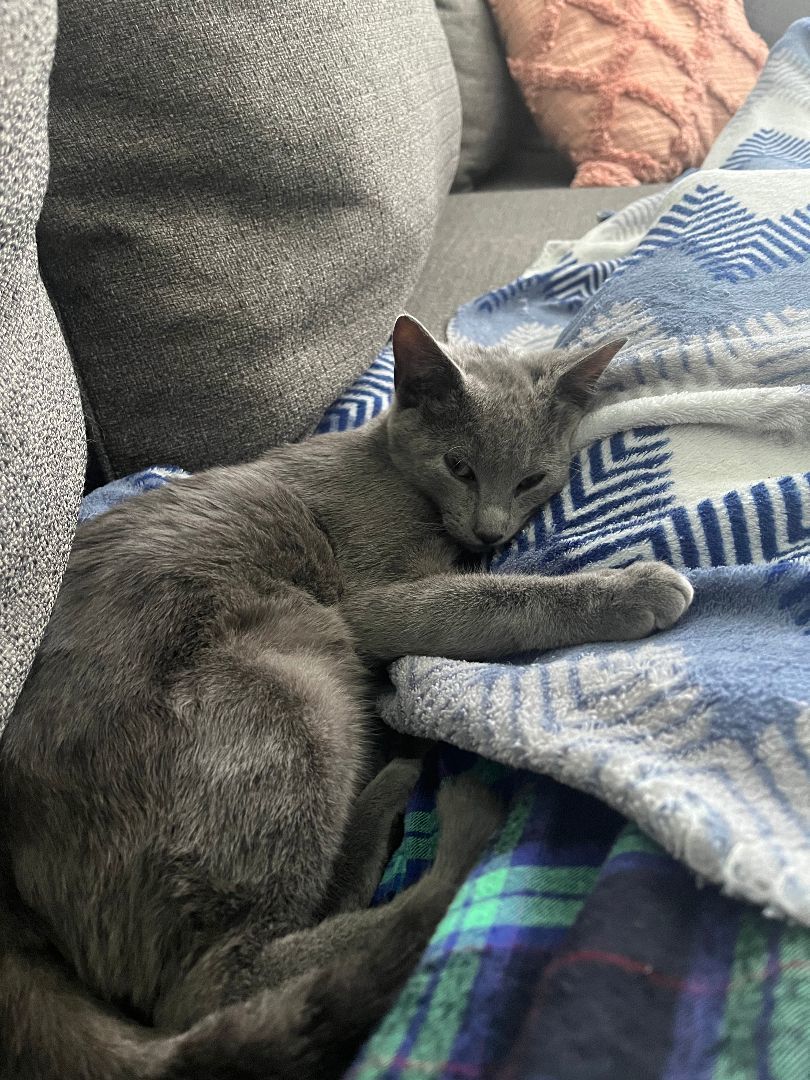 Enlarge River, a Adopted Russian Blue in Pembroke Pines, FL image 2/4