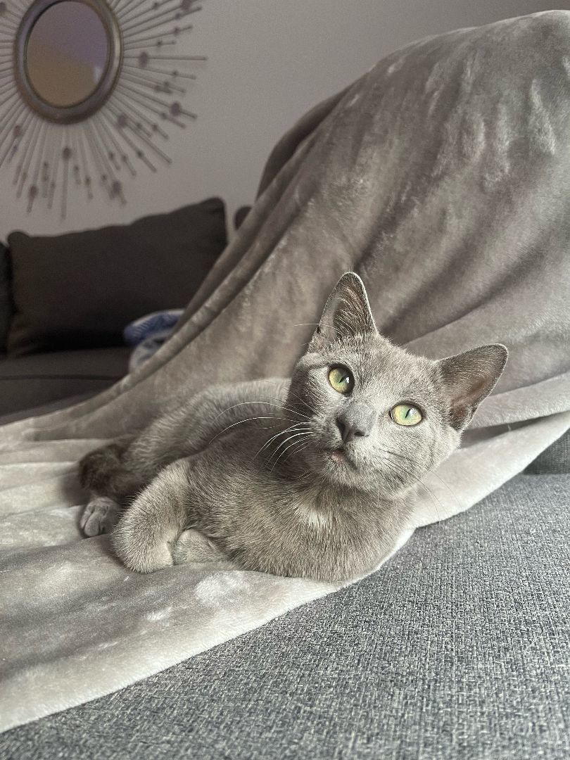 Enlarge River, a Adopted Russian Blue in Pembroke Pines, FL image 3/4