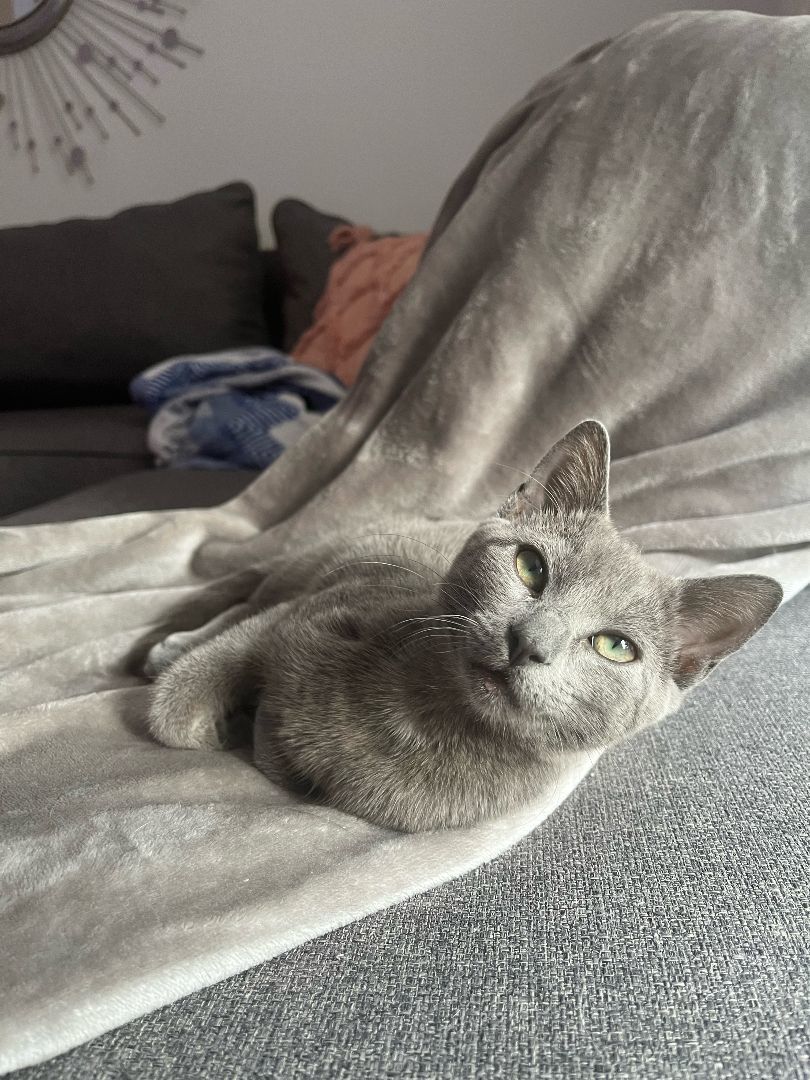 Enlarge River, a Adopted Russian Blue in Pembroke Pines, FL image 4/4