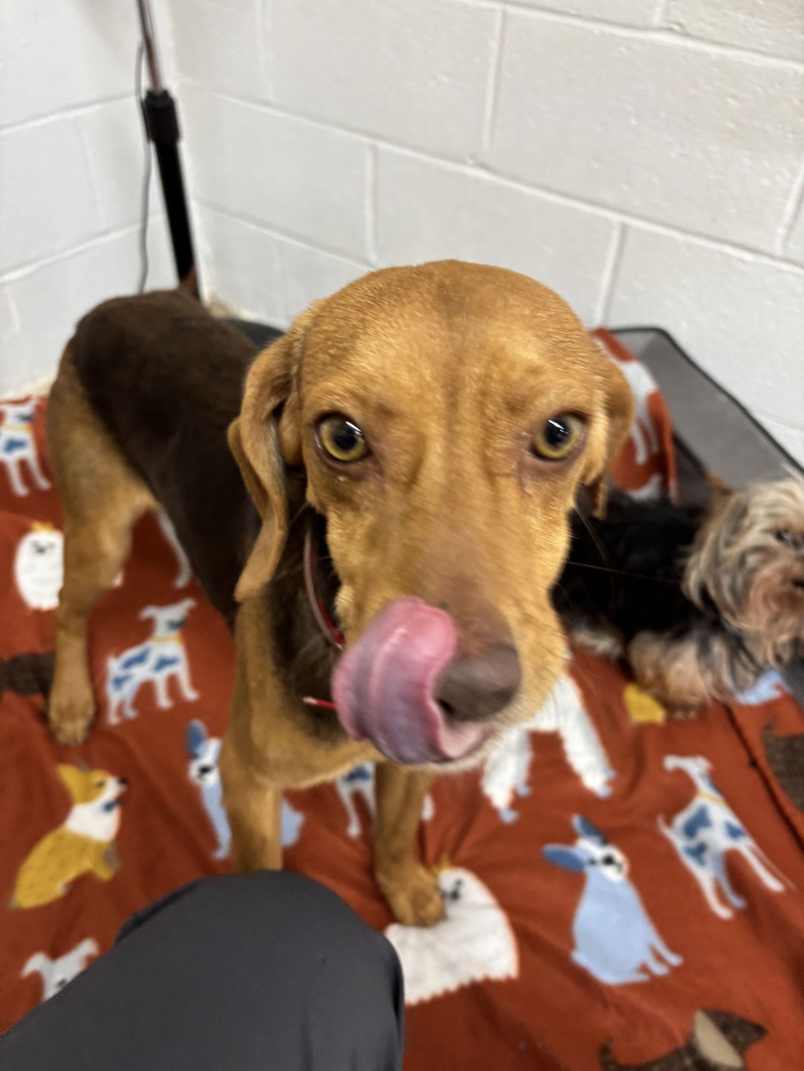 Beau, Adoptable, Young Male Beagle & Pointer.