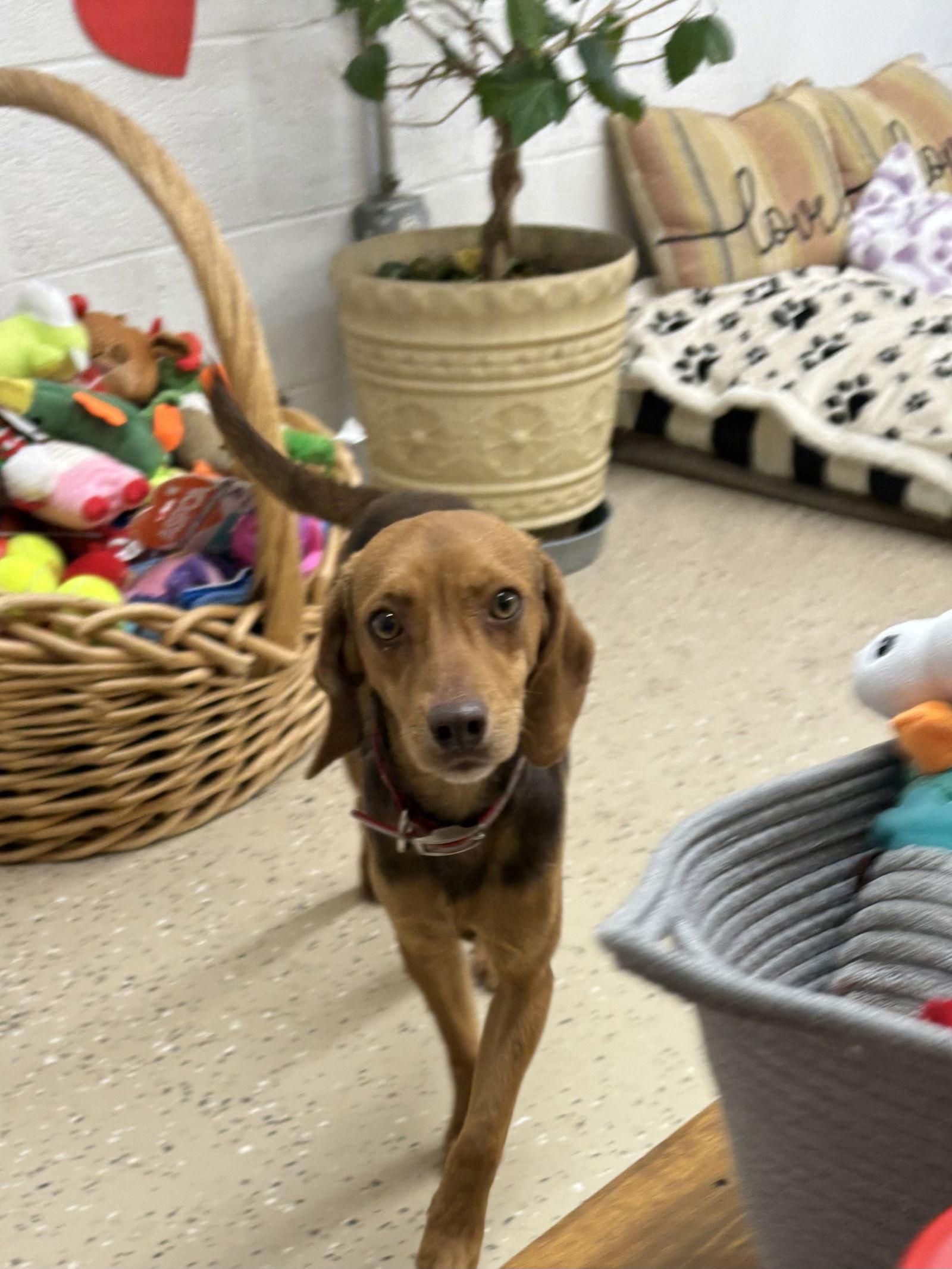 Beau, a Adoptable mixed breed in York, SC image 2/3