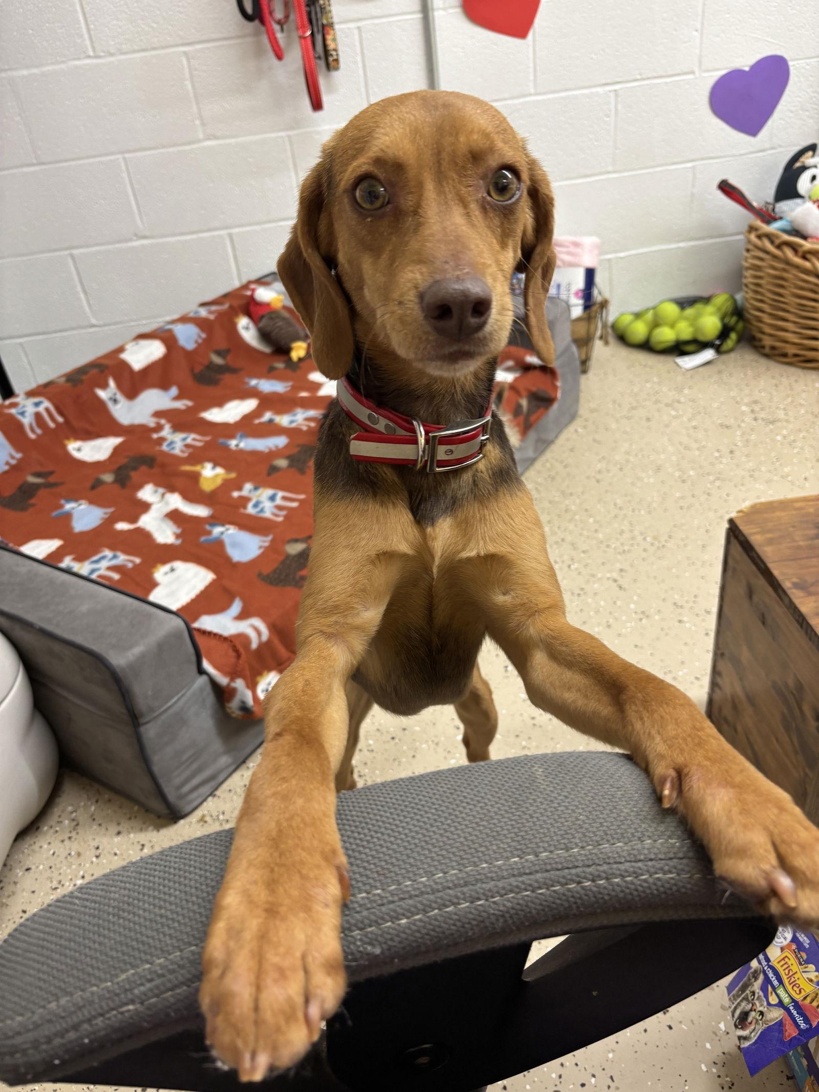Beau, a Adoptable mixed breed in York, SC image 3/3