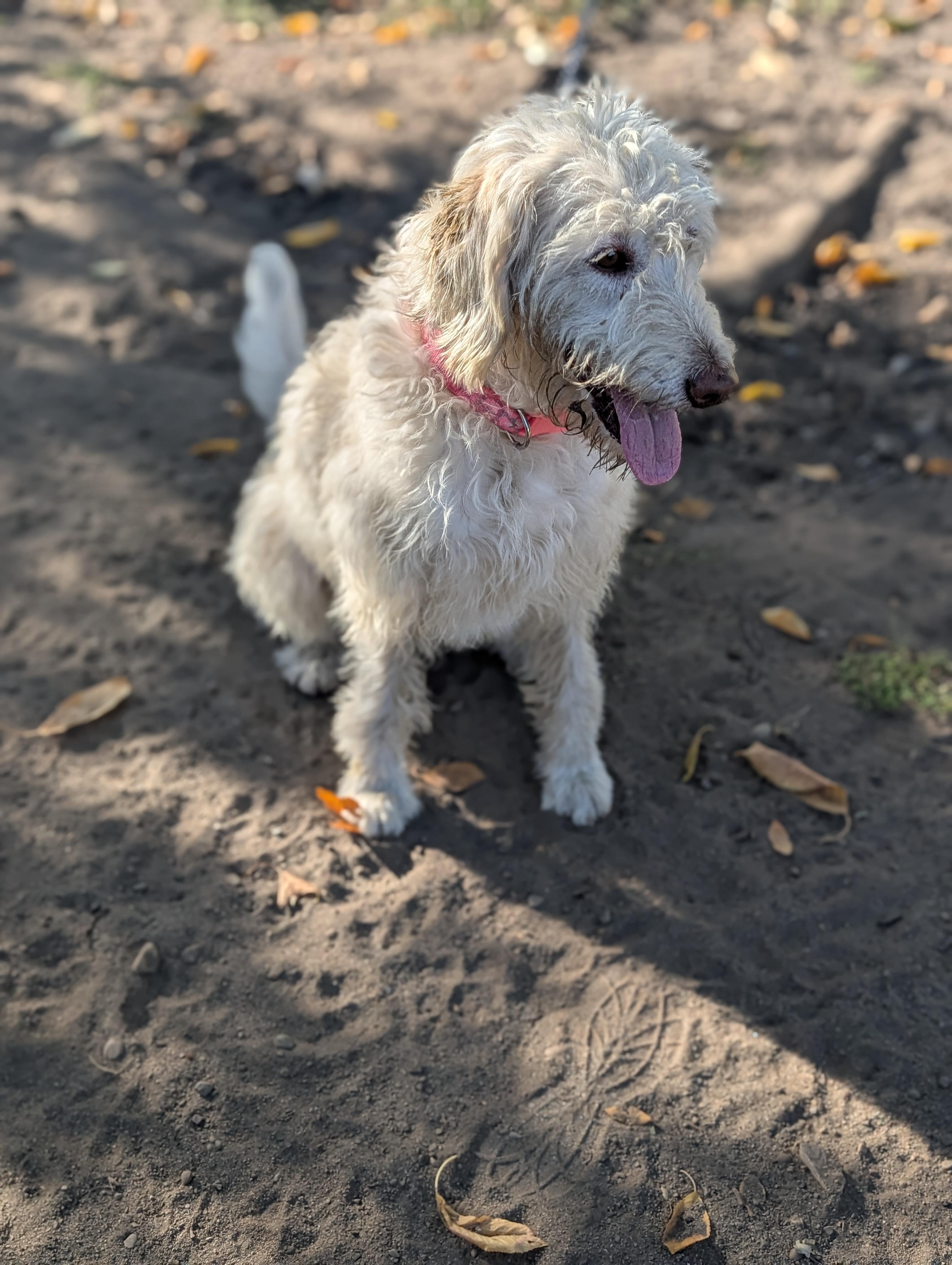 Enlarge Savannah, a Adoptable mixed breed in COEUR D ALENE, ID image 2/6