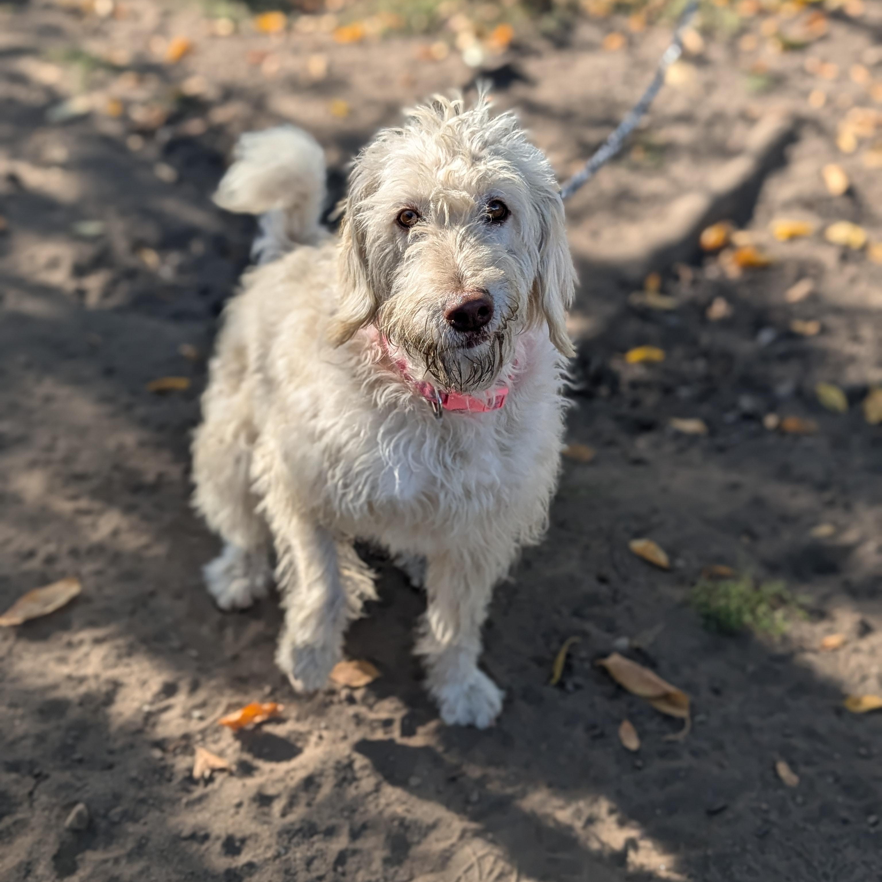 Enlarge Savannah, a Adoptable mixed breed in COEUR D ALENE, ID image 1/6