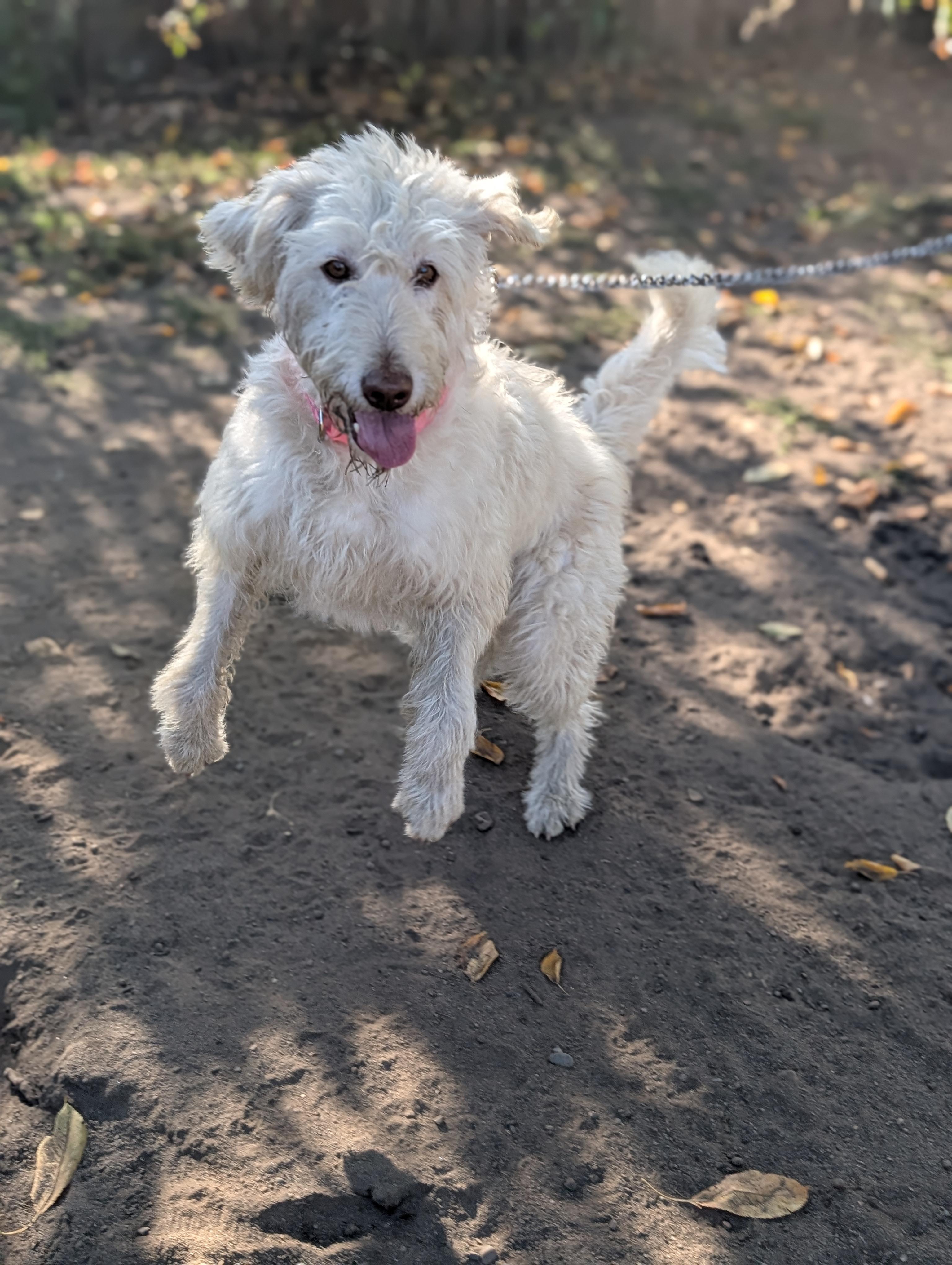 Enlarge Savannah, a Adoptable mixed breed in COEUR D ALENE, ID image 3/6