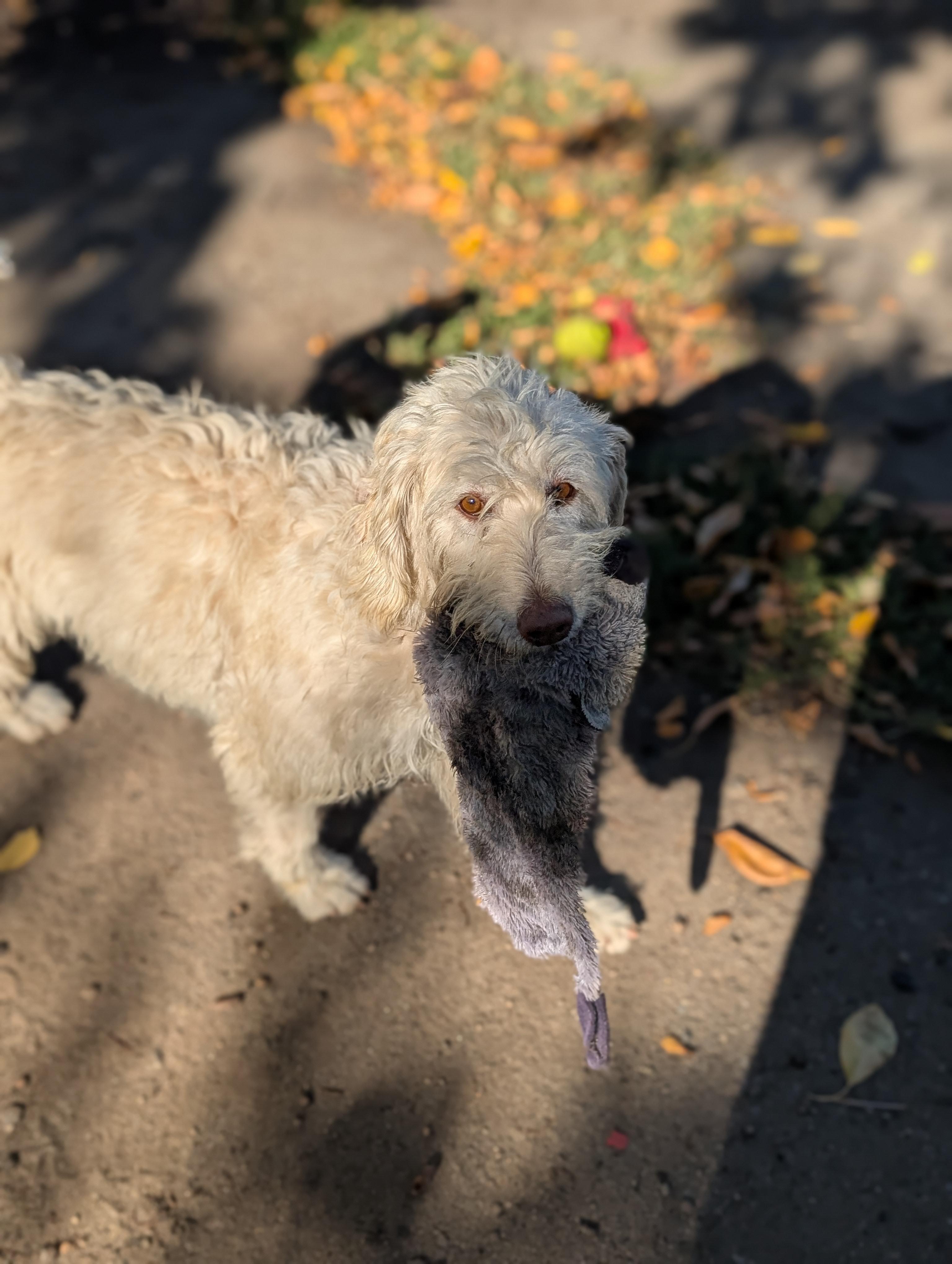 Enlarge Savannah, a Adoptable mixed breed in COEUR D ALENE, ID image 5/6