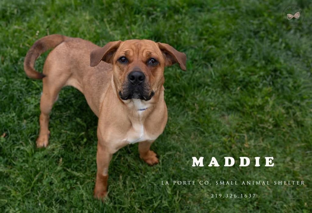 Maddie, Adoptable, Young Female Mastiff & Beagle.