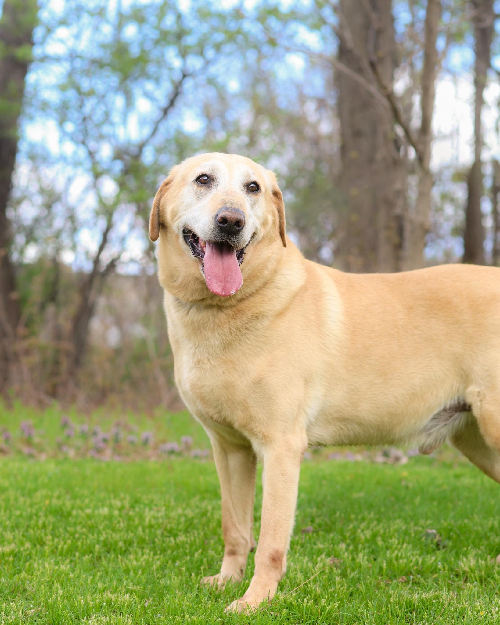 BUGS BUNNY (0531), ADOPTABLE, Adult Male Yellow Labrador Retriever.