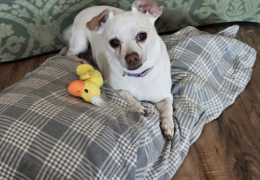 Dollar General, Adoptable, Adult Male Chihuahua.