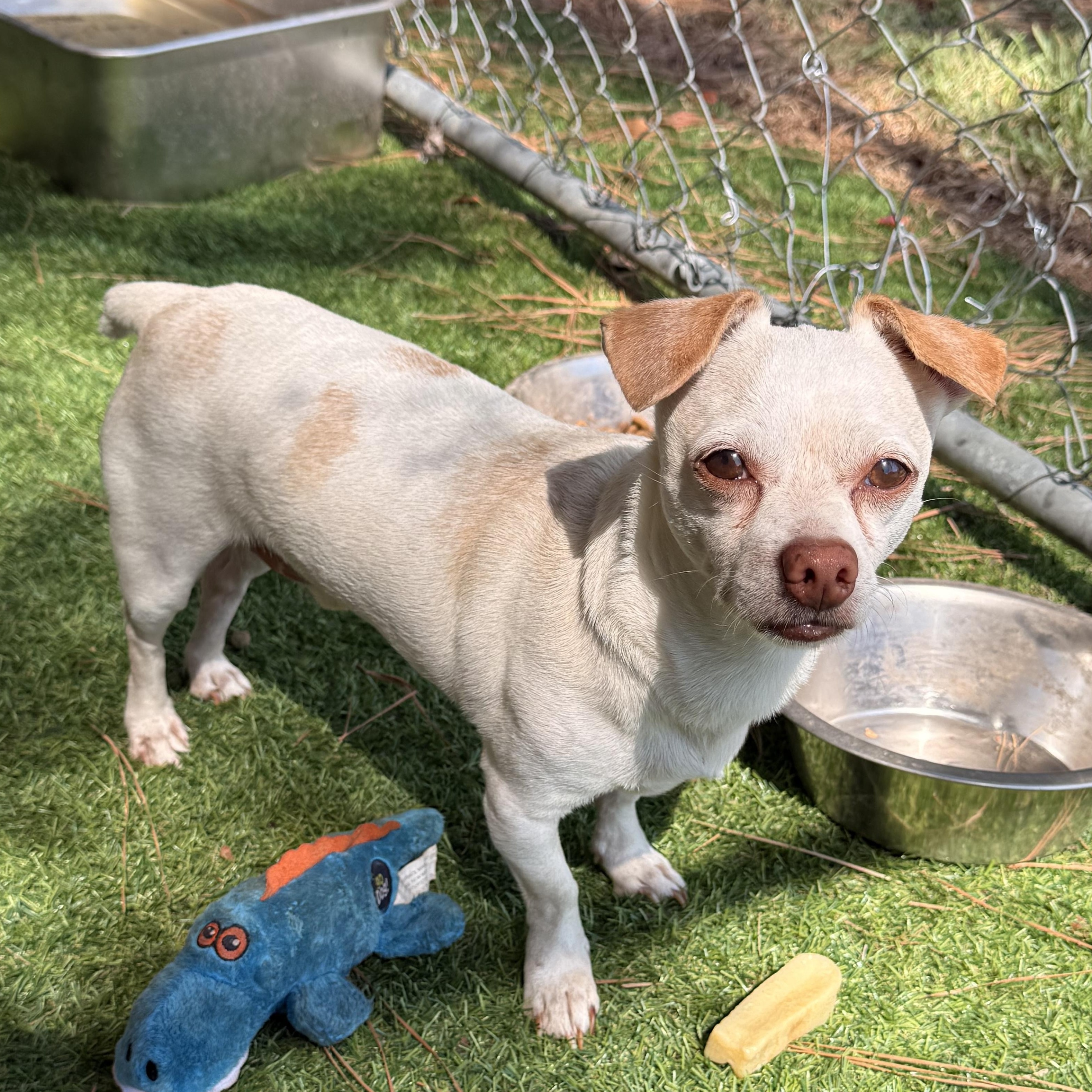 Enlarge Dollar General, a ADOPTABLE mixed breed in Texarkana, TX image 3/3