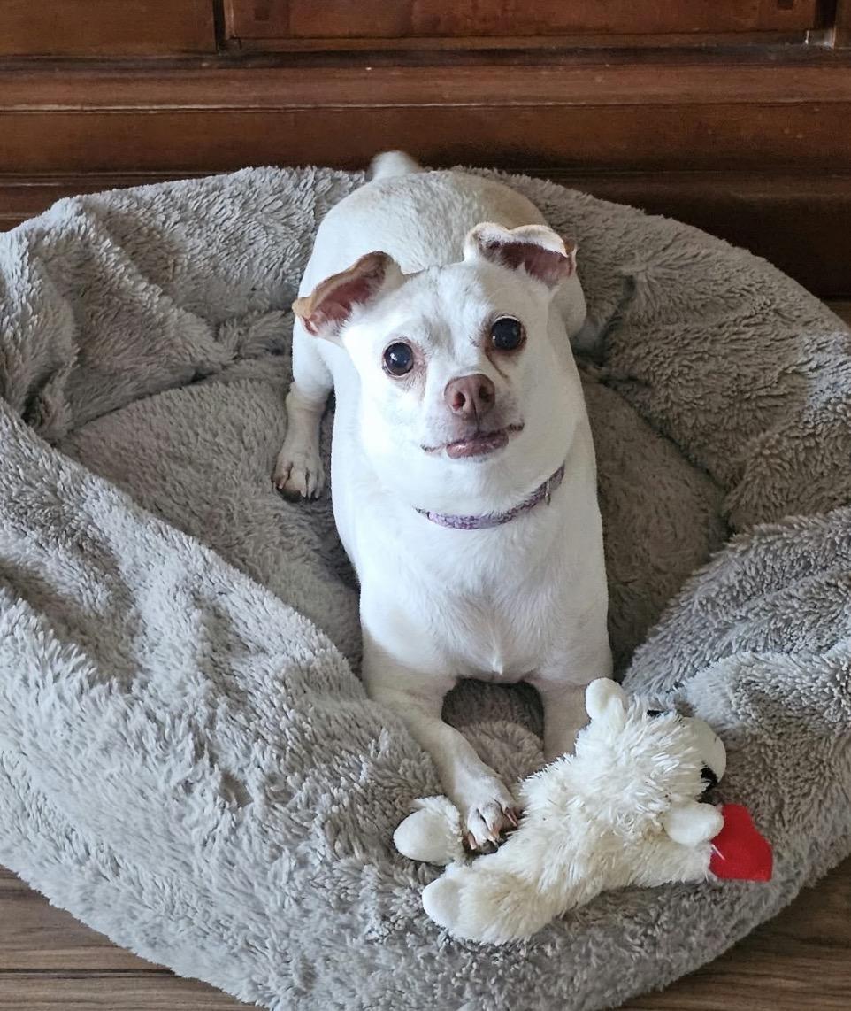 Enlarge Dollar General, a Adoptable mixed breed in Texarkana, TX image 2/5