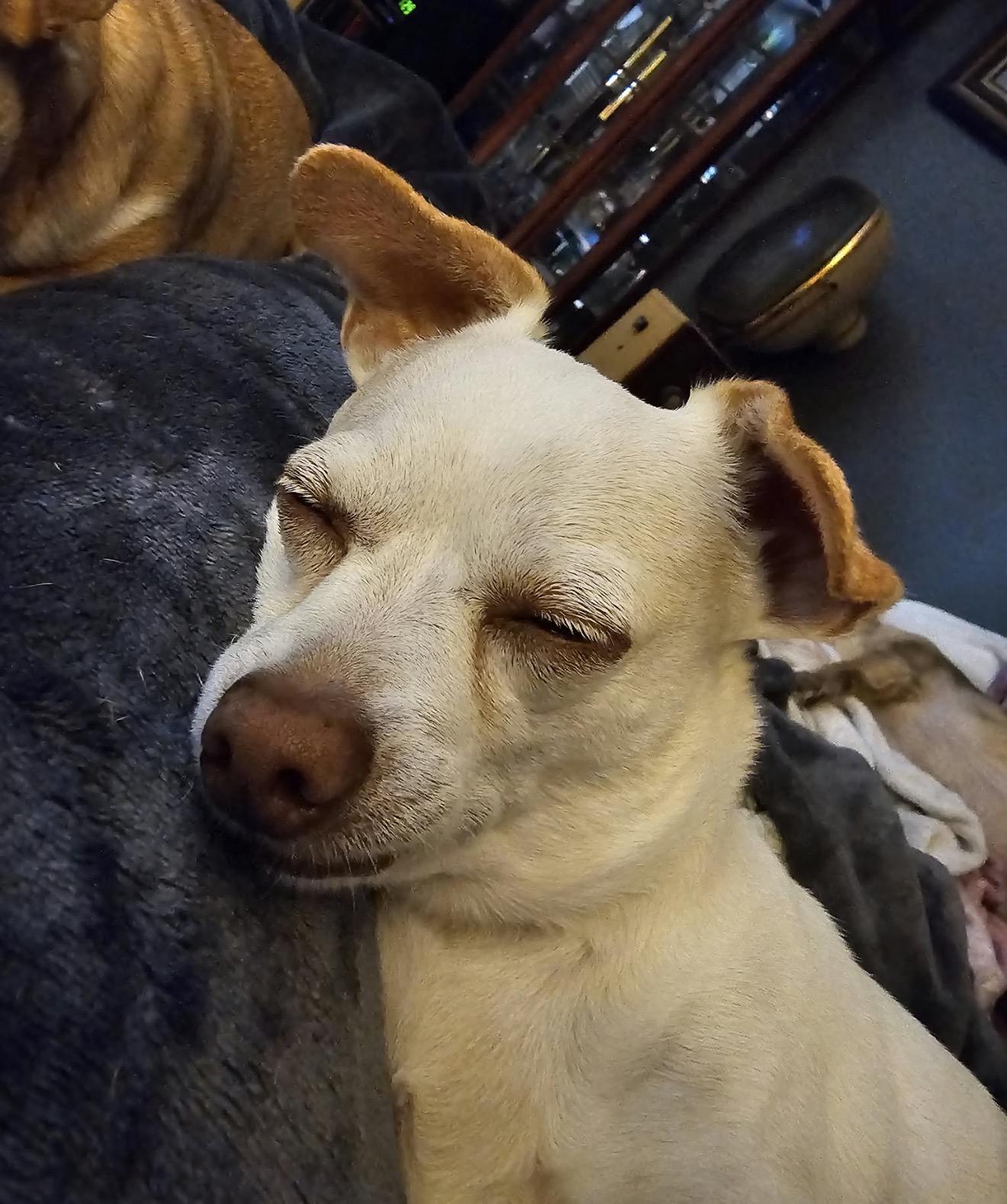 Enlarge Dollar General, a Adoptable mixed breed in Texarkana, TX image 3/5