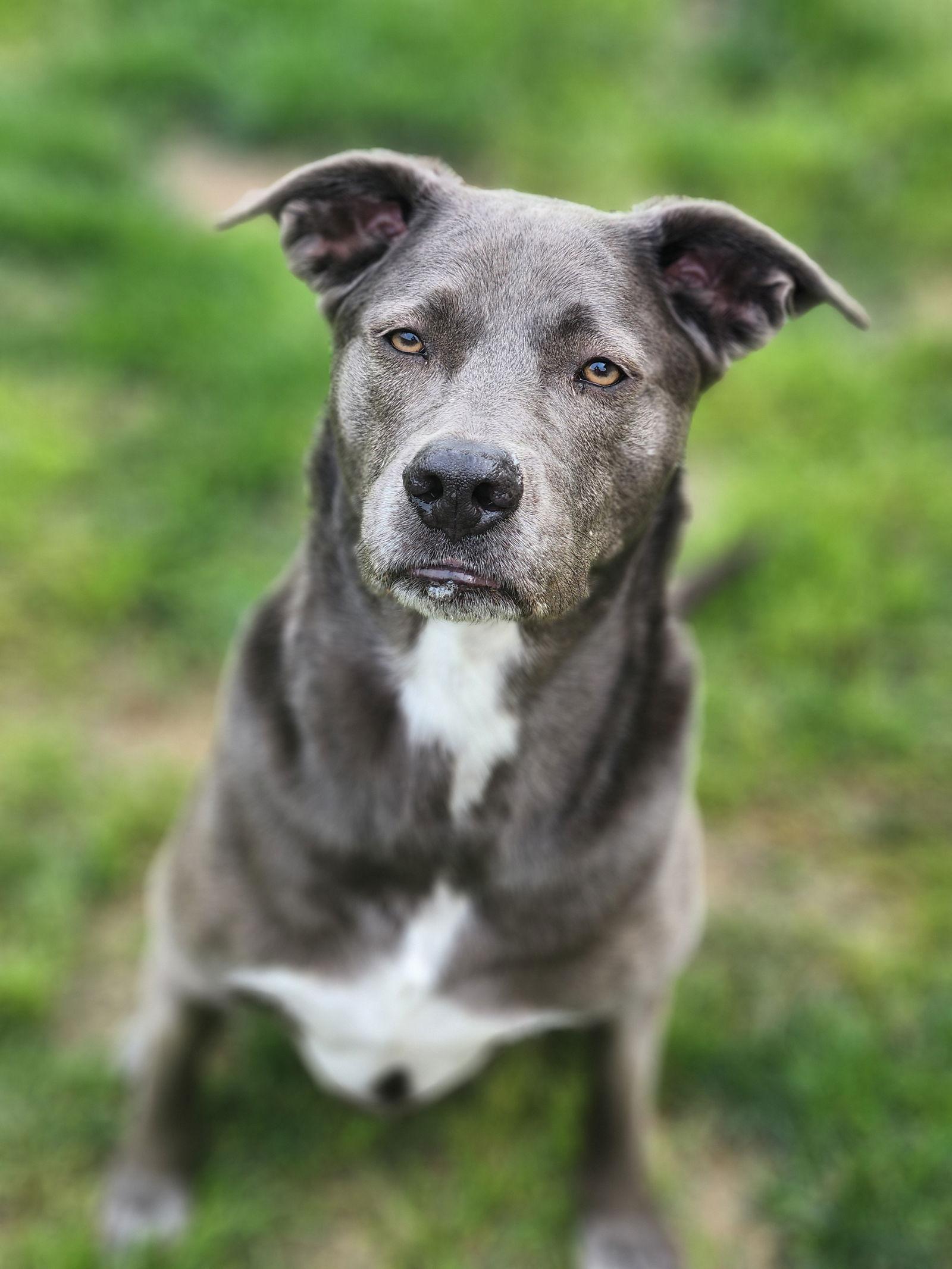 KangaRoo, Adoptable, Senior Female Blue Lacy.