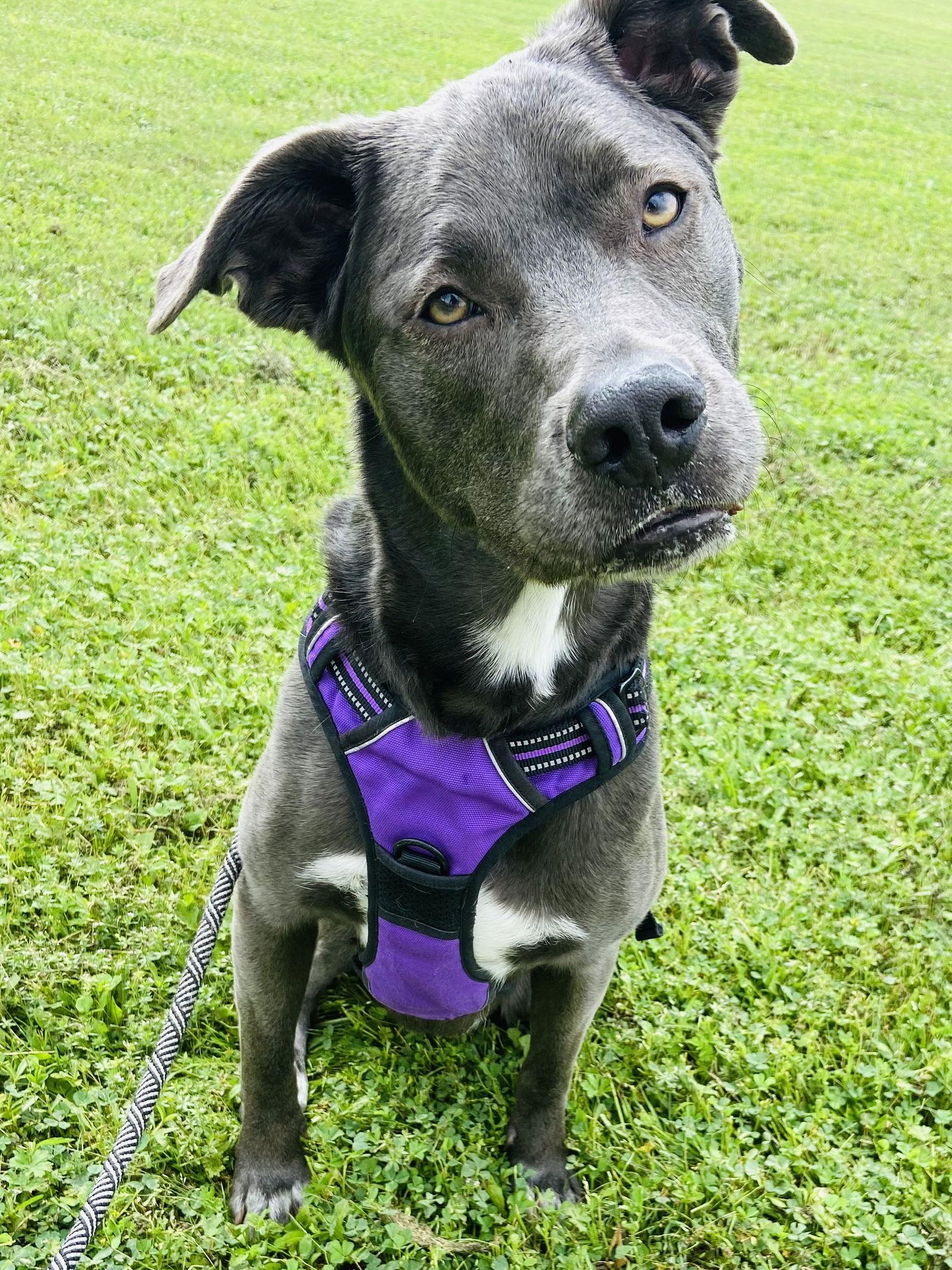 Kangaroo thumbnail 2