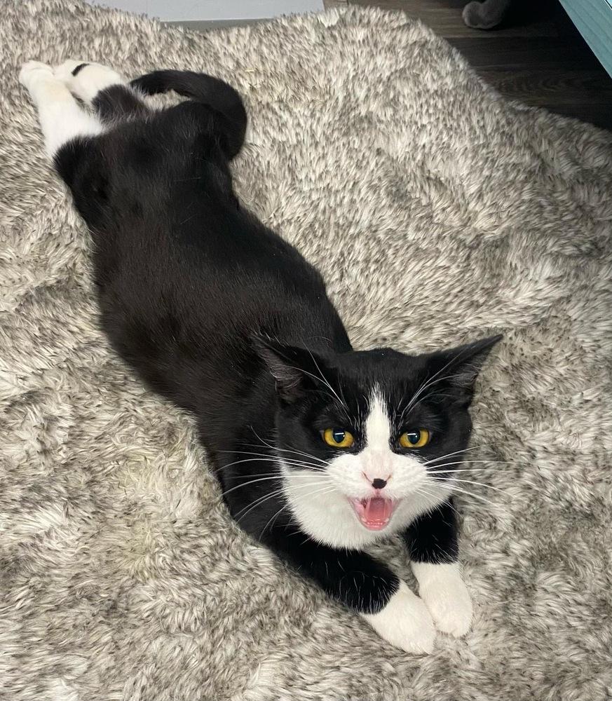 Enlarge Morra, a Adoptable mixed breed in West Mifflin, PA image 2/3