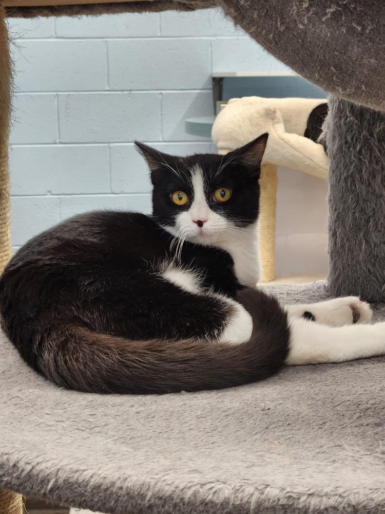 Enlarge Morra, a Adoptable mixed breed in West Mifflin, PA image 3/3