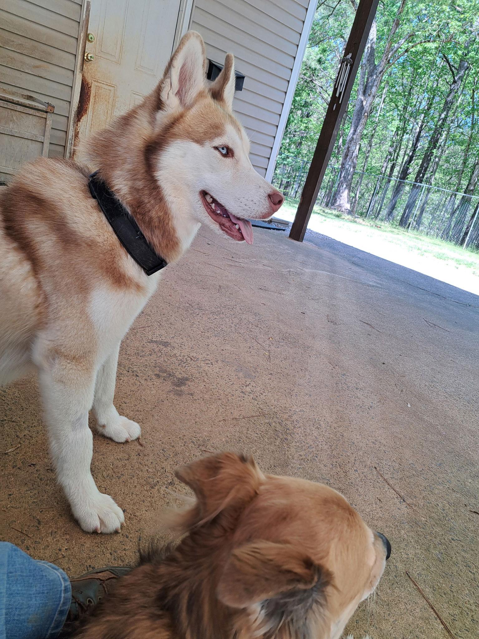 Sev, a Adopted Siberian Husky in Cumming, GA image 1/3
