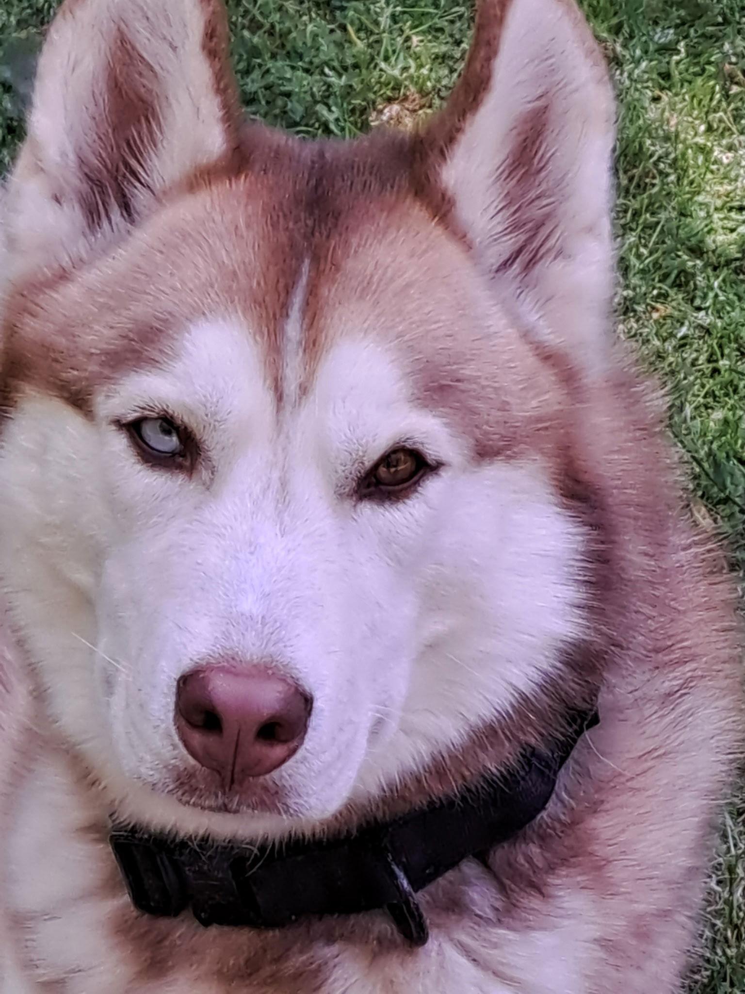 Sev, a Adopted Siberian Husky in Cumming, GA image 3/3