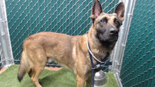 MAX, Adoptable, Young Male Belgian Shepherd / Malinois.