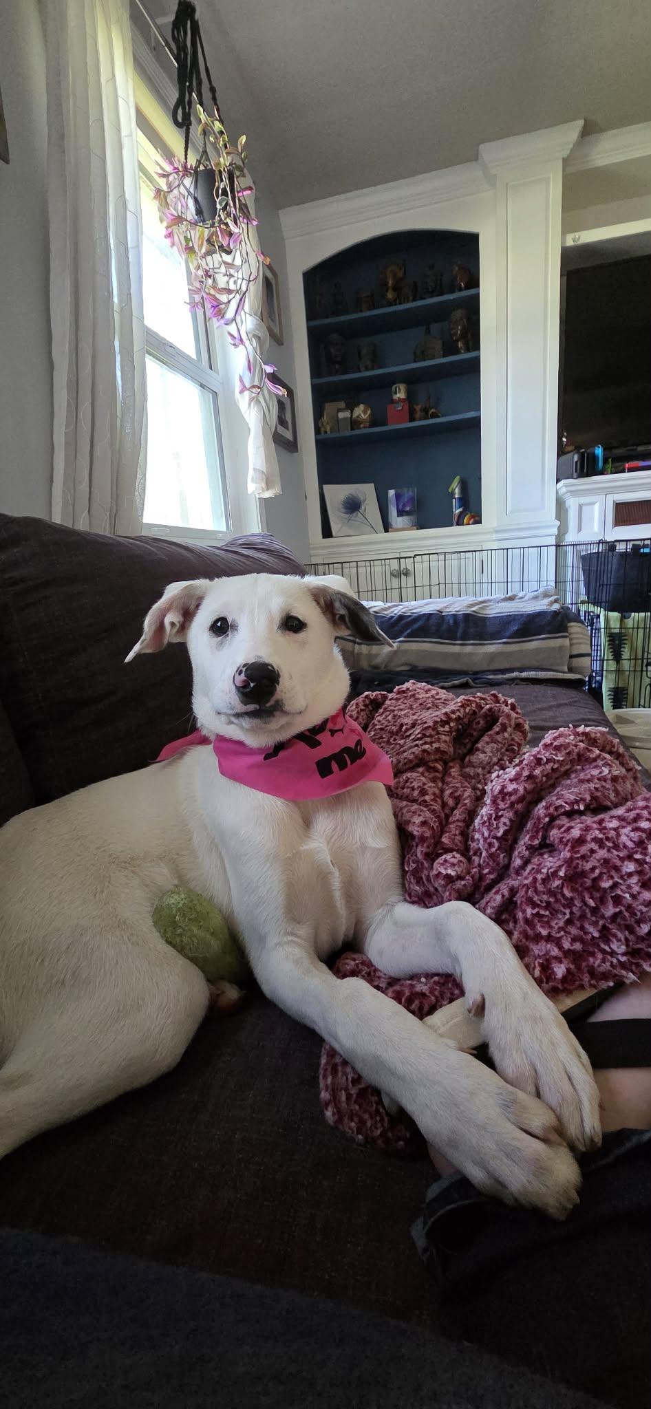 PARIS, Adoptable, Young Female Great Pyrenees.
