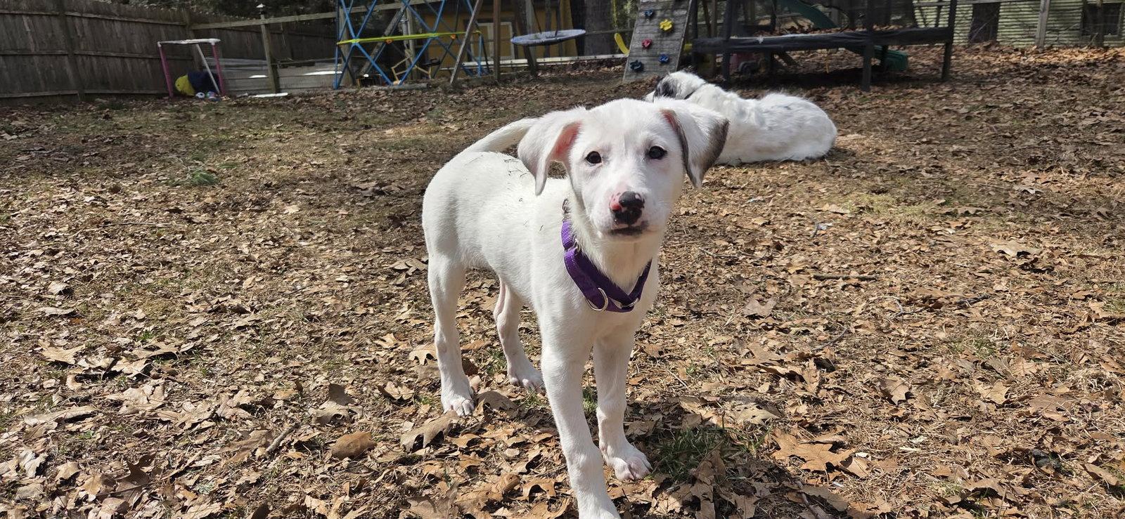 PARIS, Adoptable, Young Female Great Pyrenees.