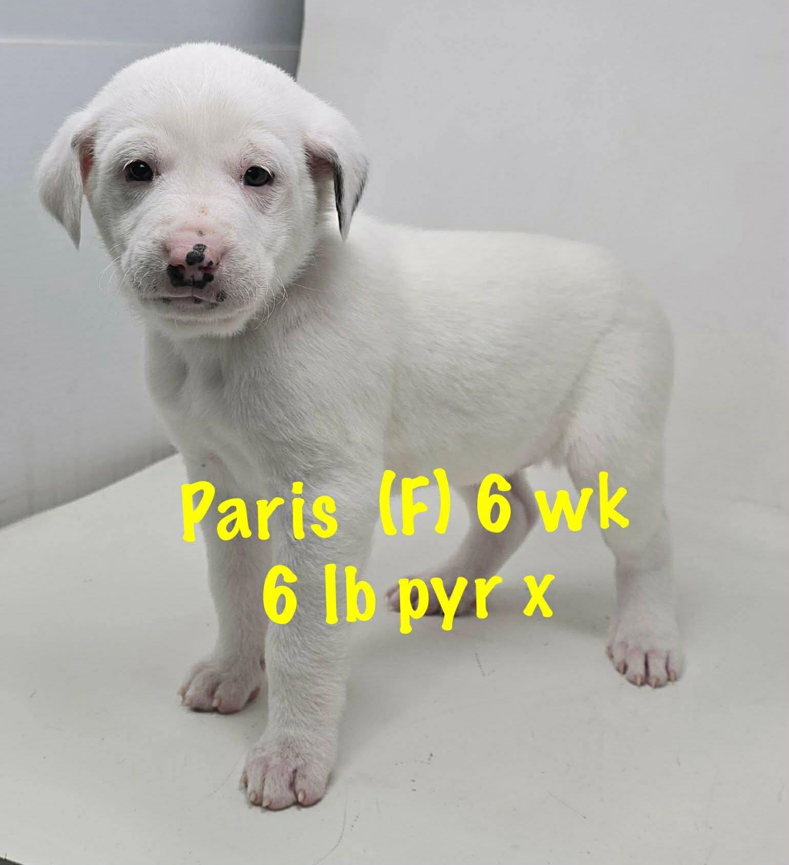 PARIS, Adoptable, Young Female Great Pyrenees.