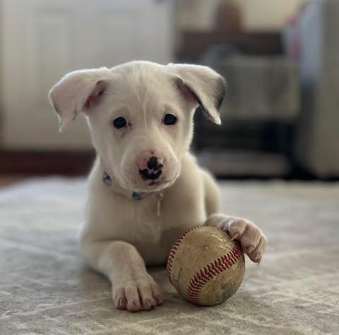 Enlarge PARIS, a Adoptable Great Pyrenees in Pomfret Center, CT image 2/3