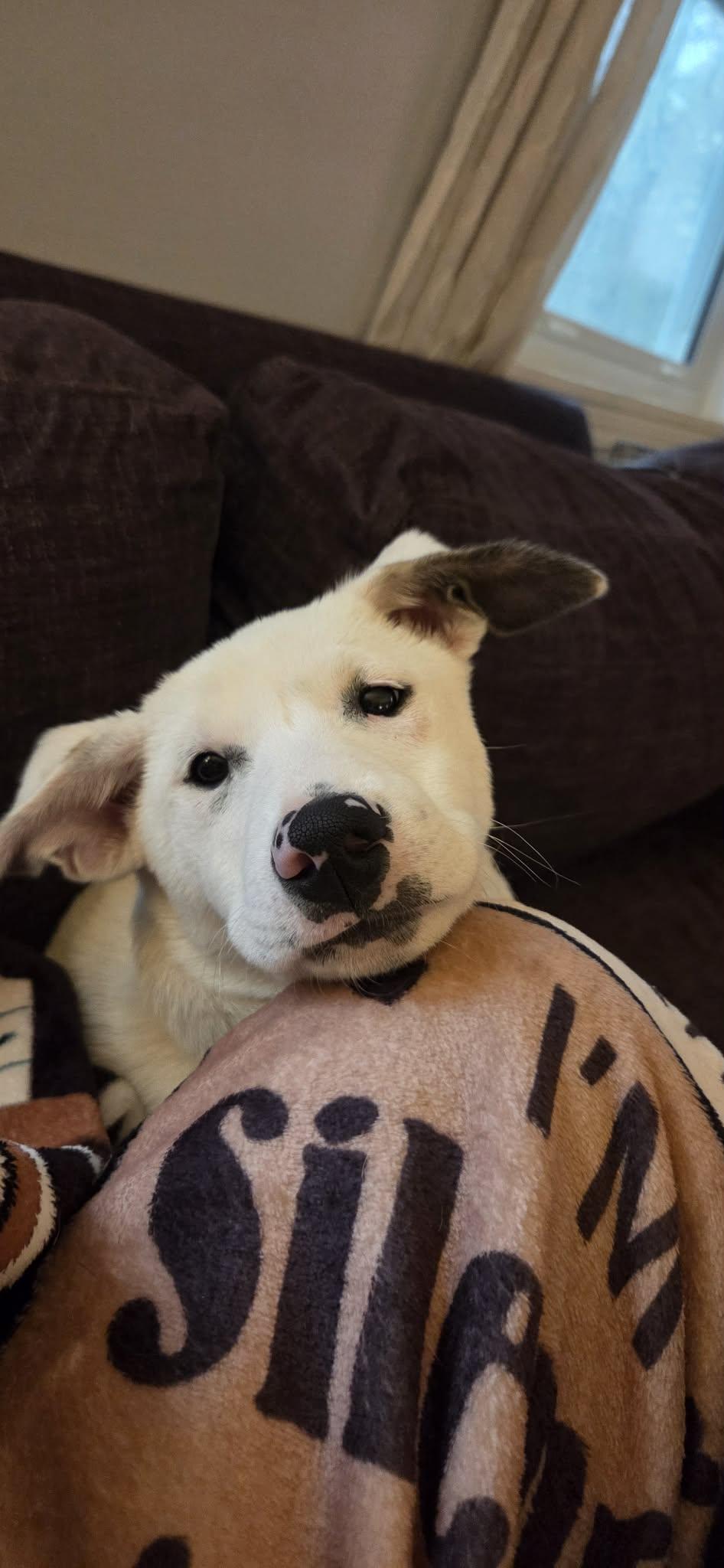 Enlarge PARIS, a Adoptable Great Pyrenees in Pomfret Center, CT image 2/3