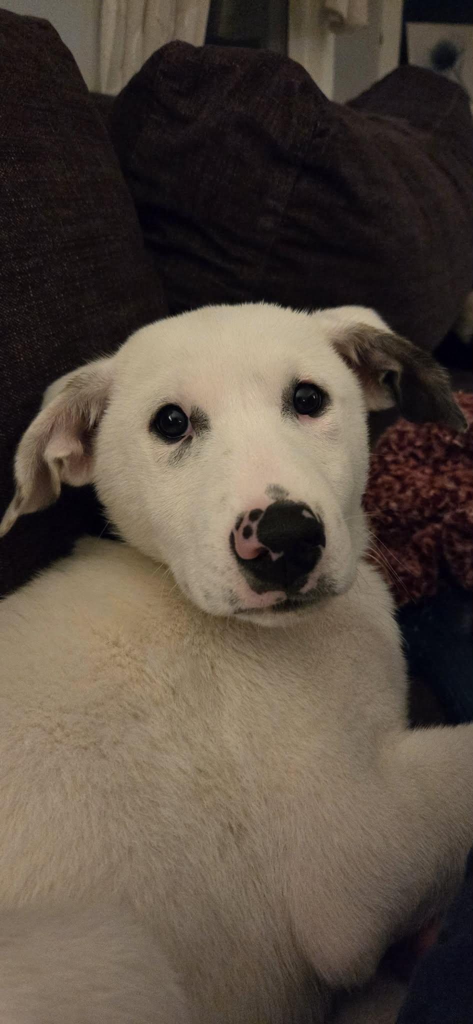 Enlarge PARIS, a Adoptable Great Pyrenees in Pomfret Center, CT image 3/3